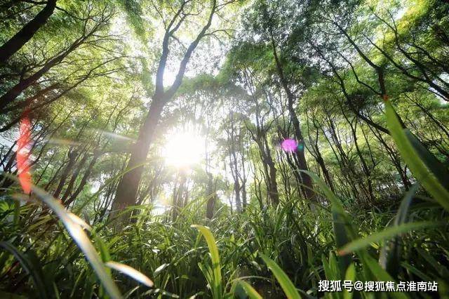 @中鷹黑森林 普陀中鷹黑森林官方售樓處發(fā)布：一生只搬一次家！(圖6)